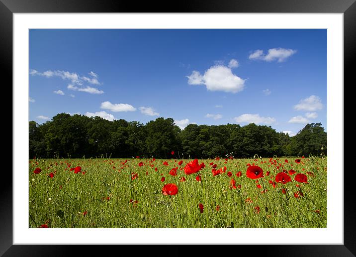 Field full of Poppies Framed Mounted Print by Paul Macro