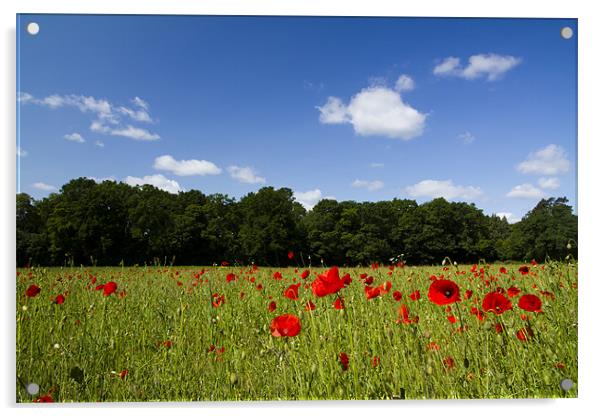 Field full of Poppies Acrylic by Paul Macro