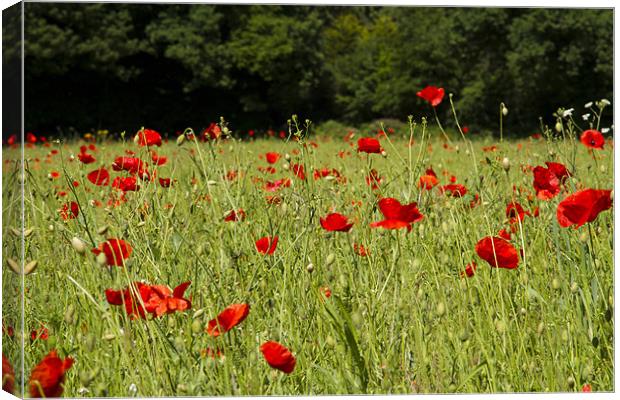 Field of Red Canvas Print by Paul Macro