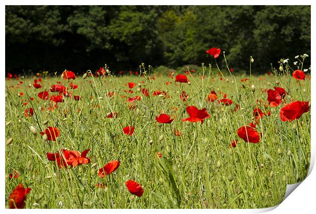 Field of Red Print by Paul Macro