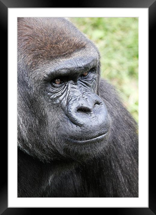 Silverback Gorilla Framed Mounted Print by Chris Turner