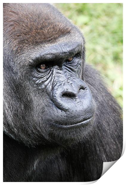 Silverback Gorilla Print by Chris Turner