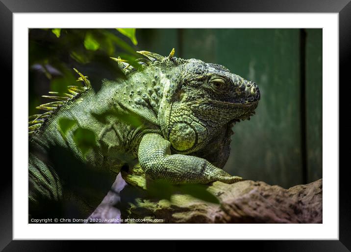 Iguana Framed Mounted Print by Chris Dorney