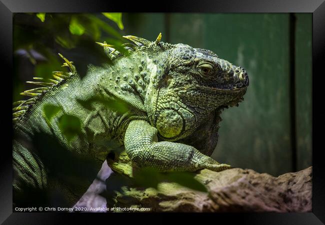 Iguana Framed Print by Chris Dorney