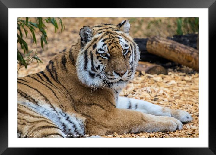 Tiger Framed Mounted Print by Chris Dorney