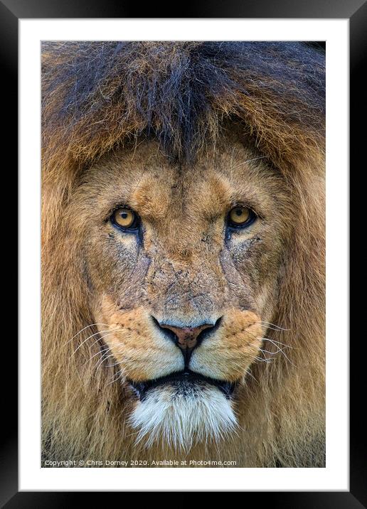 Lion Looking into the Camera Framed Mounted Print by Chris Dorney