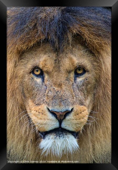 Lion Looking into the Camera Framed Print by Chris Dorney