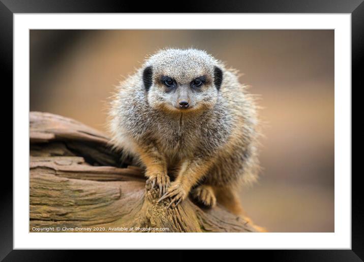 Meerkat Framed Mounted Print by Chris Dorney