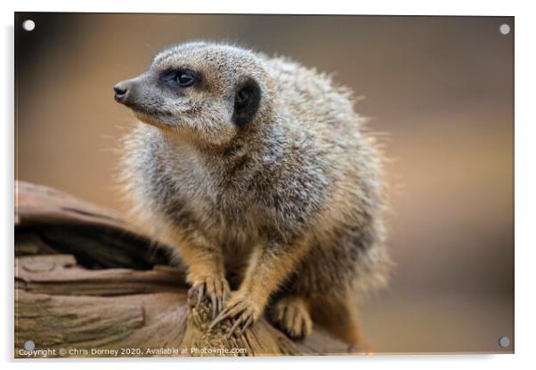 Meerkat Acrylic by Chris Dorney