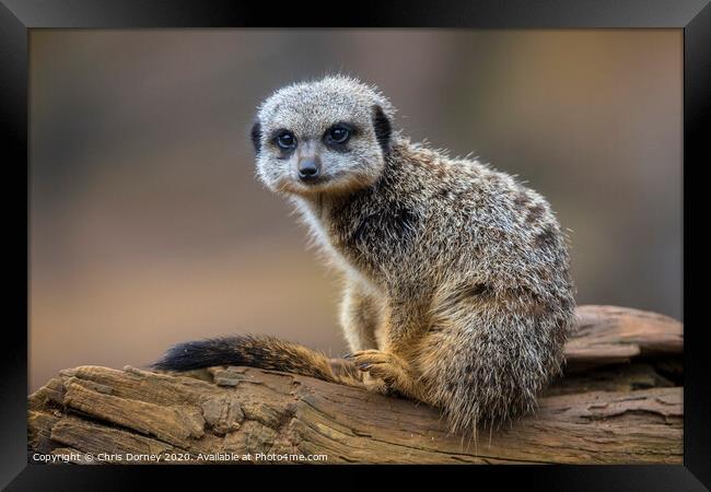 Meerkat Framed Print by Chris Dorney