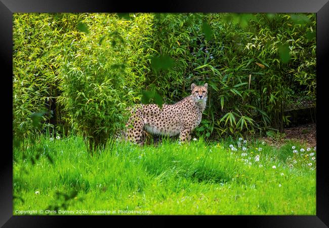 Cheetah Framed Print by Chris Dorney