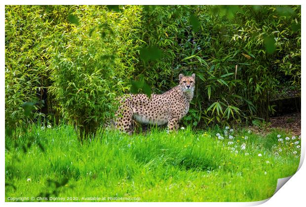 Cheetah Print by Chris Dorney