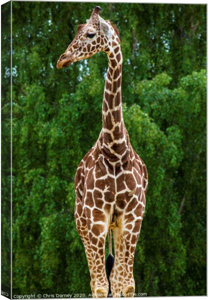 Giraffe Canvas Print by Chris Dorney