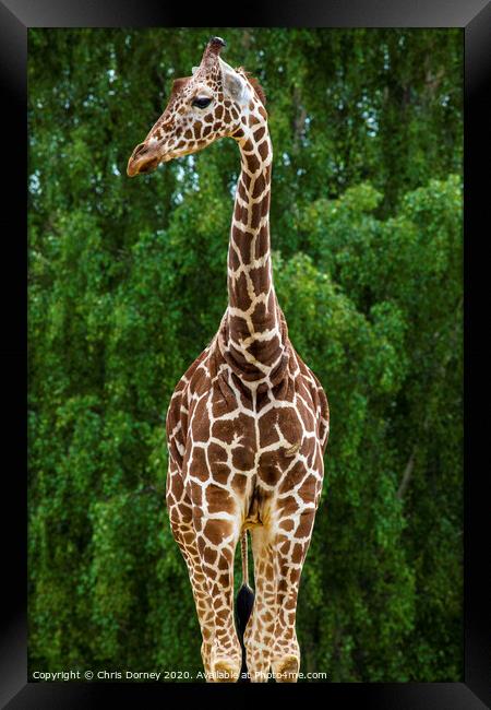 Giraffe Framed Print by Chris Dorney