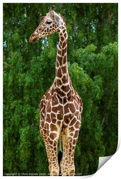 Giraffe Print by Chris Dorney