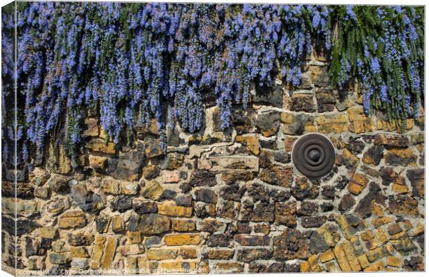 Buddleia Flower Covered Wall Canvas Print by Chris Dorney