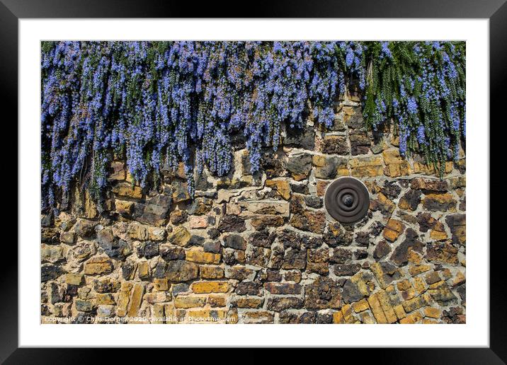 Buddleia Flower Covered Wall Framed Mounted Print by Chris Dorney