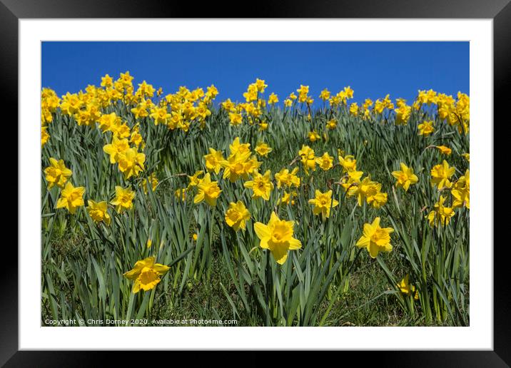 Daffodils in the Springtime Framed Mounted Print by Chris Dorney
