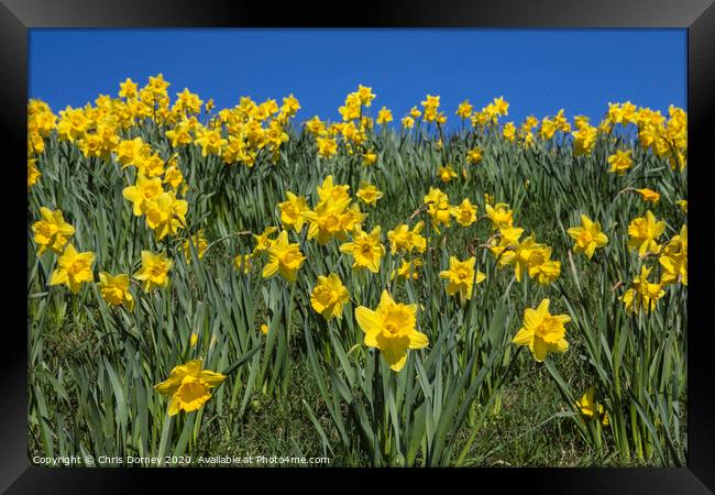 Daffodils in the Springtime Framed Print by Chris Dorney