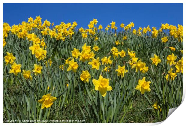 Daffodils in the Springtime Print by Chris Dorney