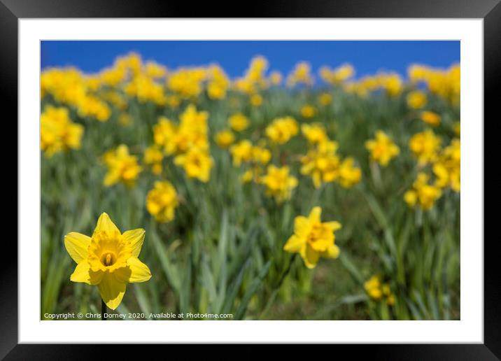 Daffodils During the Spring Season Framed Mounted Print by Chris Dorney