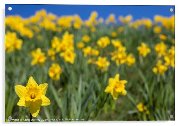 Daffodils During the Spring Season Acrylic by Chris Dorney