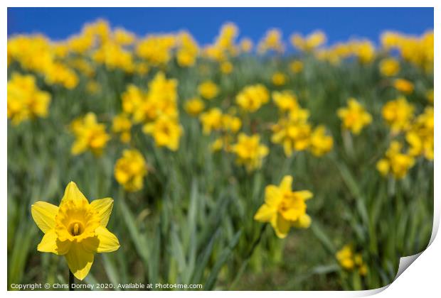 Daffodils During the Spring Season Print by Chris Dorney