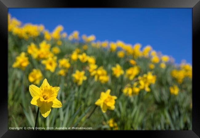 Daffodils During the Spring Season Framed Print by Chris Dorney