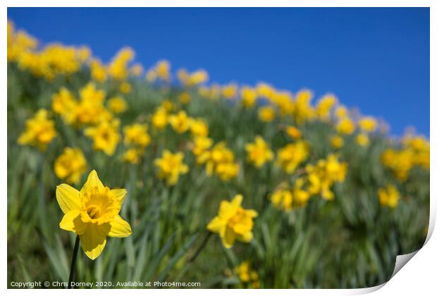 Daffodils During the Spring Season Print by Chris Dorney