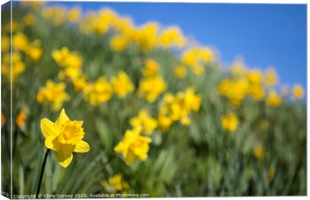 Daffodils During the Spring Season Canvas Print by Chris Dorney
