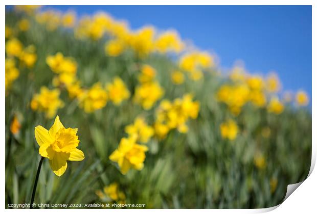 Daffodils During the Spring Season Print by Chris Dorney