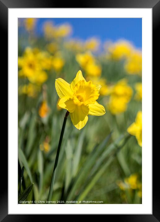 Daffodil Flower During the Spring Season Framed Mounted Print by Chris Dorney
