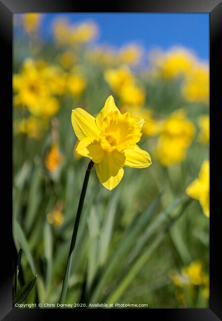 Daffodil Flower During the Spring Season Framed Print by Chris Dorney