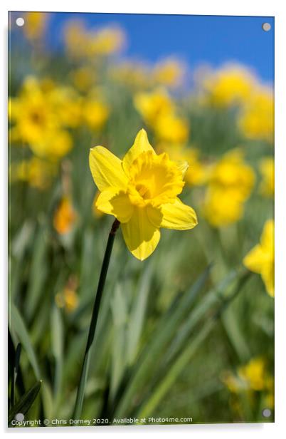 Daffodil Flower During the Spring Season Acrylic by Chris Dorney