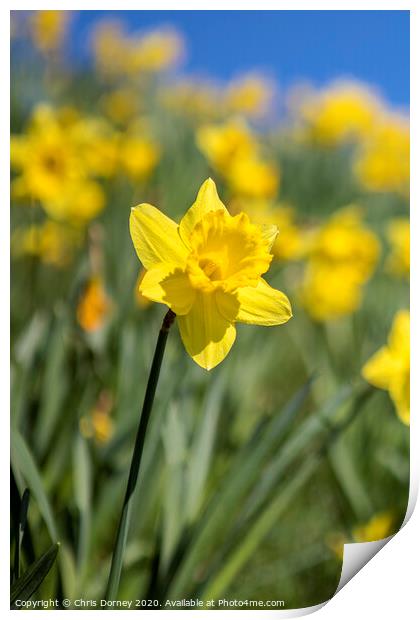 Daffodil Flower During the Spring Season Print by Chris Dorney