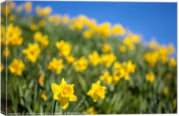 Daffodils during the Spring Season Canvas Print by Chris Dorney