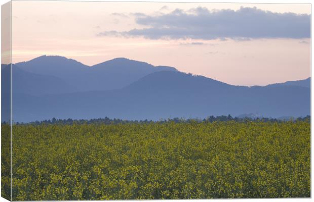 rapeseed field with Kamnik Alps in the background Canvas Print by Ian Middleton