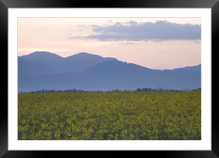rapeseed field with Kamnik Alps in the background Framed Mounted Print by Ian Middleton