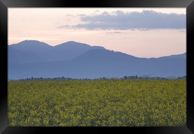 rapeseed field with Kamnik Alps in the background Framed Print by Ian Middleton
