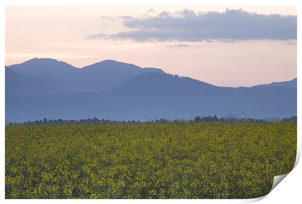 rapeseed field with Kamnik Alps in the background Print by Ian Middleton
