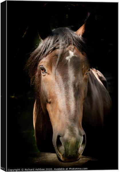 Horse in the stables Canvas Print by Richard Ashbee