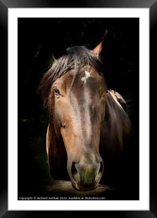 Horse in the stables Framed Mounted Print by Richard Ashbee