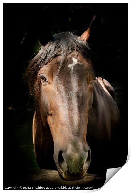 Horse in the stables Print by Richard Ashbee
