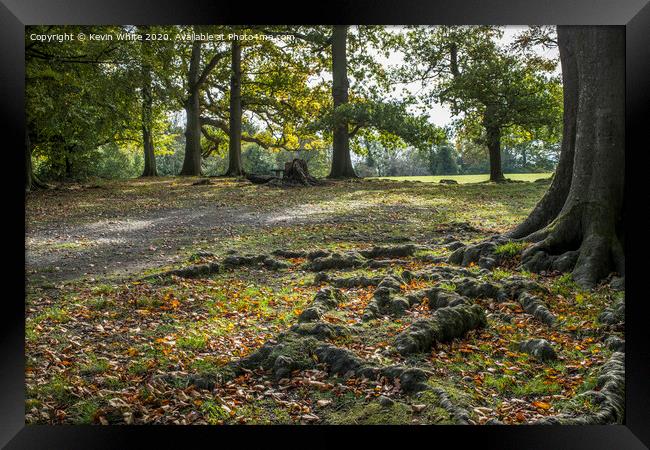 Tree roots walk at Box Hill Framed Print by Kevin White