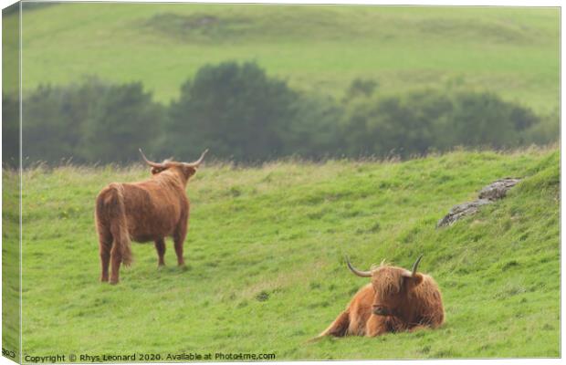 Moody scene of 2 highland cattle scottish bulls Canvas Print by Rhys Leonard