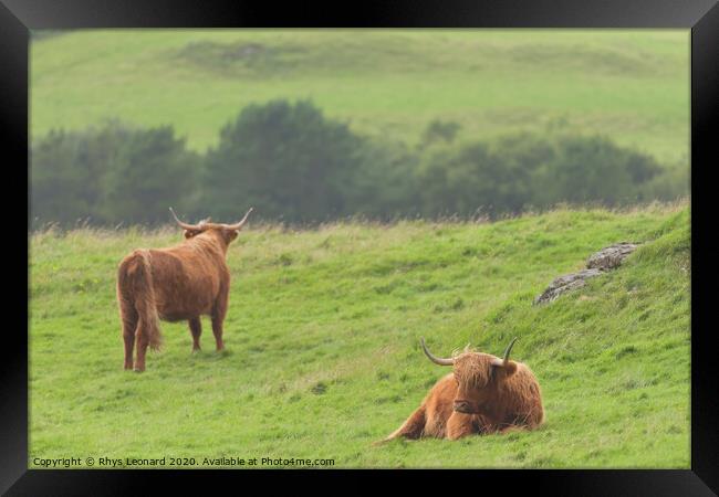 Moody scene of 2 highland cattle scottish bulls Framed Print by Rhys Leonard