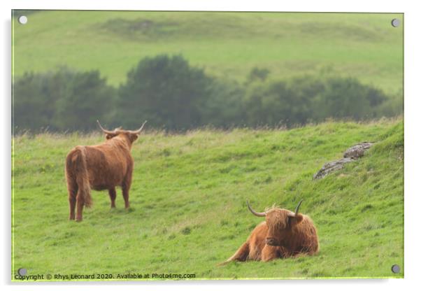 Moody scene of 2 highland cattle scottish bulls Acrylic by Rhys Leonard
