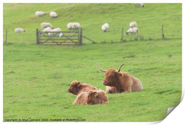 Agricultural rural scene, trio family of highland cattle Print by Rhys Leonard