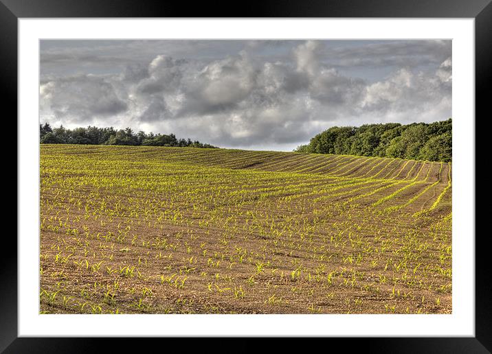 New Growth in the English countryside  Framed Mounted Print by Mike Gorton