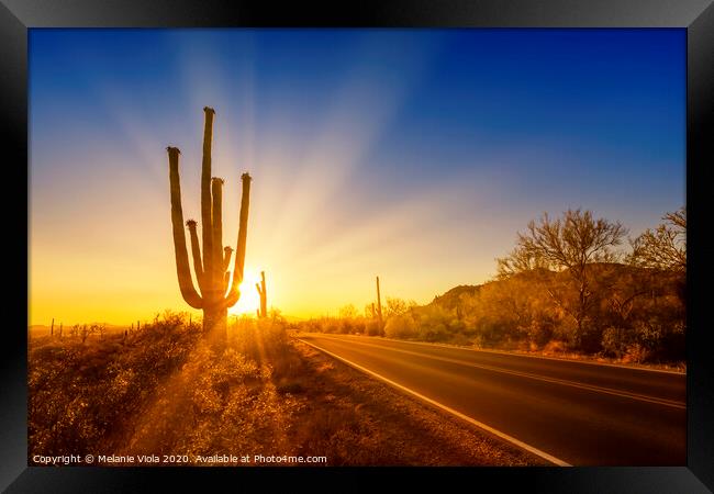 SAGUARO NATIONAL PARK Setting Sun Framed Print by Melanie Viola